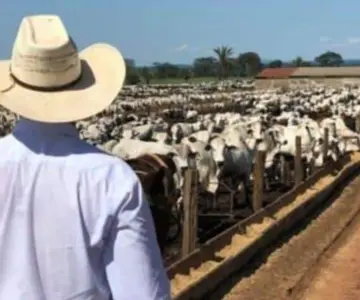 Sonora acelera exportación de ganado: hasta mil 500 reses al día