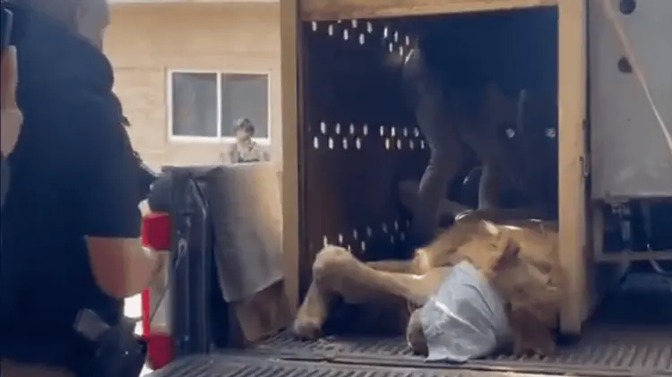 El león rescatado es un macho con 3 años de edad. (Foto: Especial/EXPRESO)