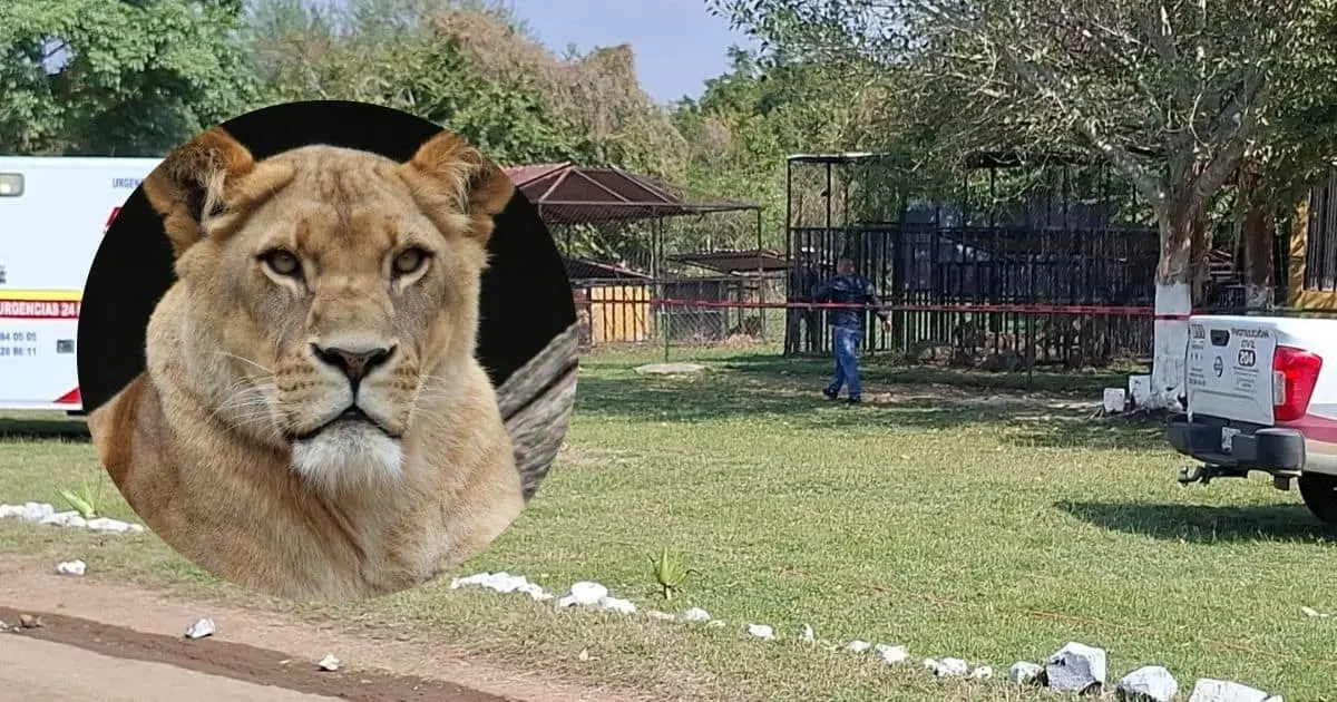Leona ataca y mata a empleado de zoológico en Tamaulipas