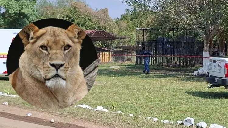 Los hechos ocurrieron en el Parque Safari Altamira, ubicado en el ejido Mata del Abra. (@PROFEPA_Mx)