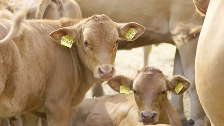 Personal del Senasica y de USDA inspeccionarán el ganado que se exportará a EU. (Especial/EXPRESO)