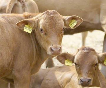 Enviarán 500 cabezas de ganado diariamente a EU