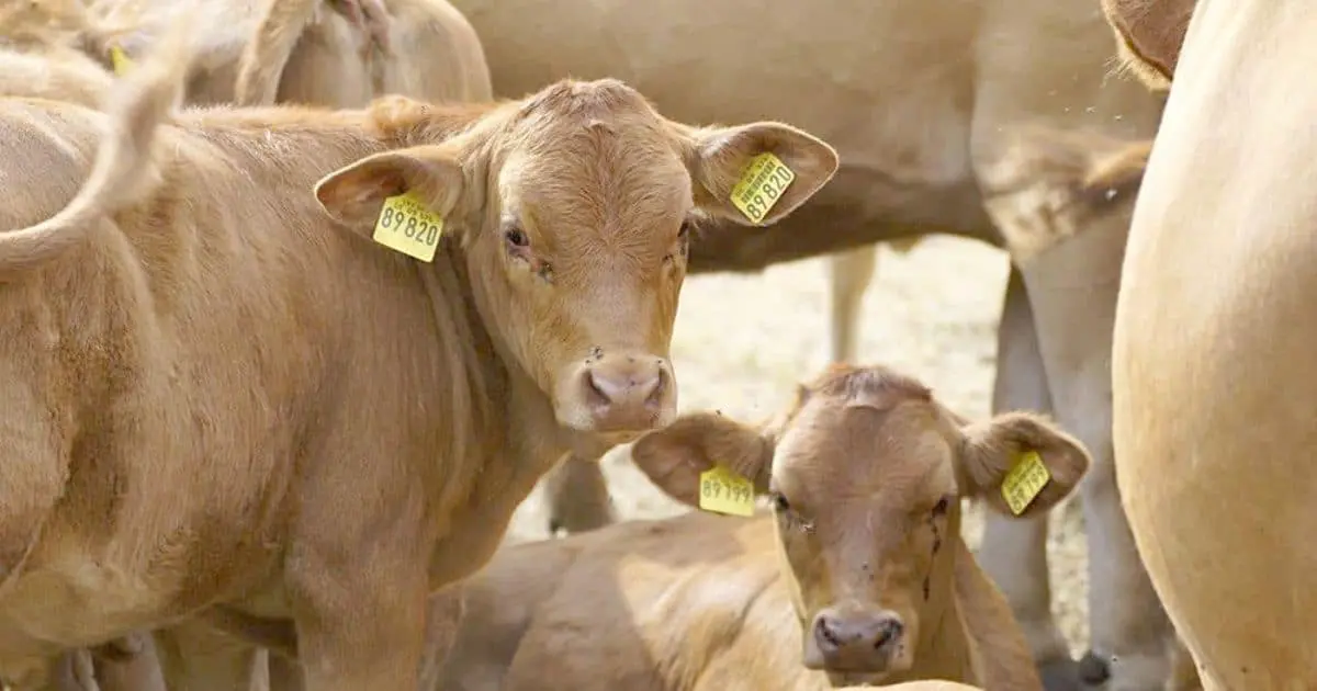 Detección de animal con afta en Nogales frena exportación ganadera: UGRS