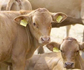 Detección de animal con afta en Nogales frena exportación ganadera: UGRS