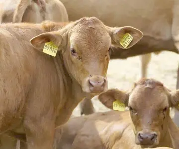 Detección de animal con afta en Nogales frena exportación ganadera: UGRS