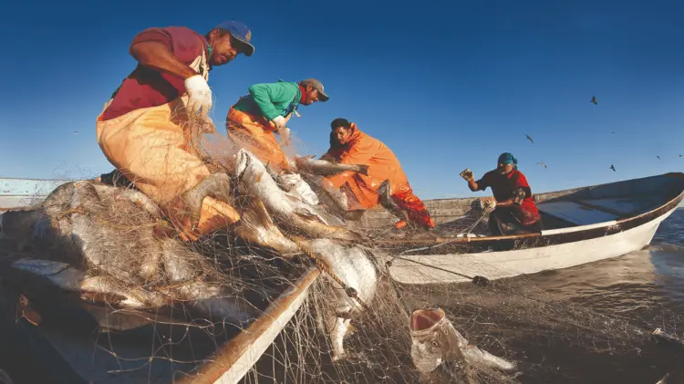 Sonora se consolida como la entidad líder en la industria pesquera en México. (Foto: Especial)