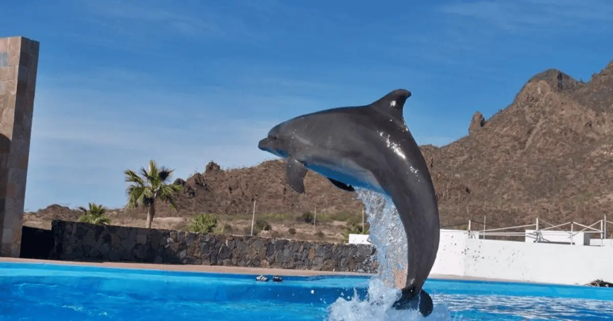 Delfinario Sonora tendrá cambio de imagen 