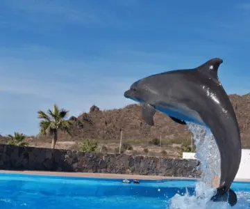 Delfinario Sonora tendrá cambio de imagen 