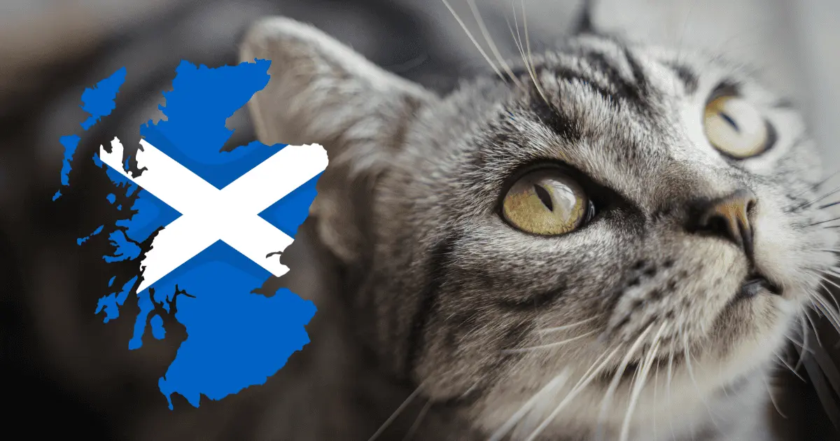 ¿Por qué Escocia aclaró que no van a prohibir a gatos como mascota?