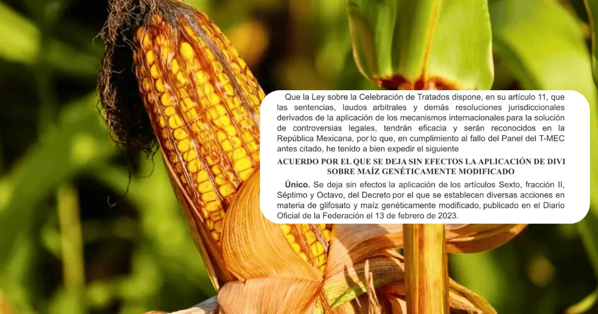 México deja sin efecto la prohibición del maíz transgénico