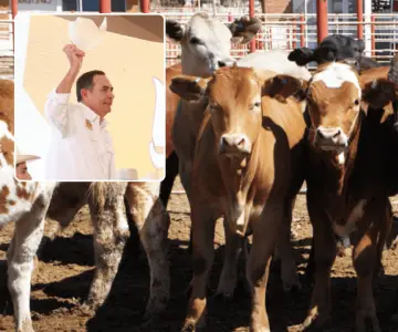 Sonora exporta primer lote de ganado tras pausa por gusano barrenador