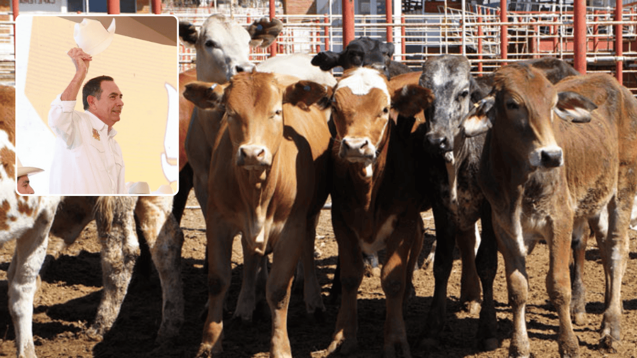 Sonora exporta primer lote de ganado tras pausa por gusano barrenador