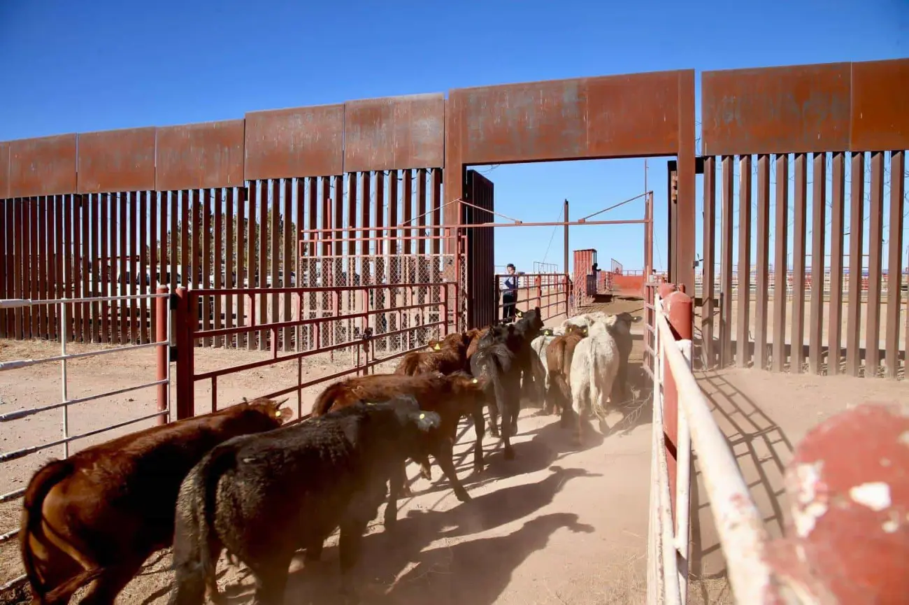 Se reactiva exportación de ganado sonorense a EU