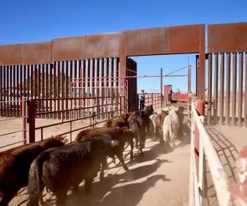 Se reactiva exportación de ganado sonorense a EU