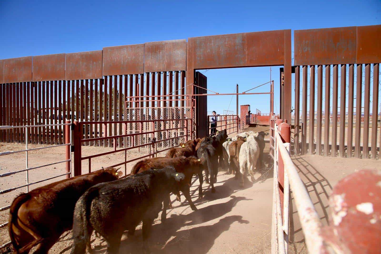 Se reactiva exportación de ganado sonorense a EU