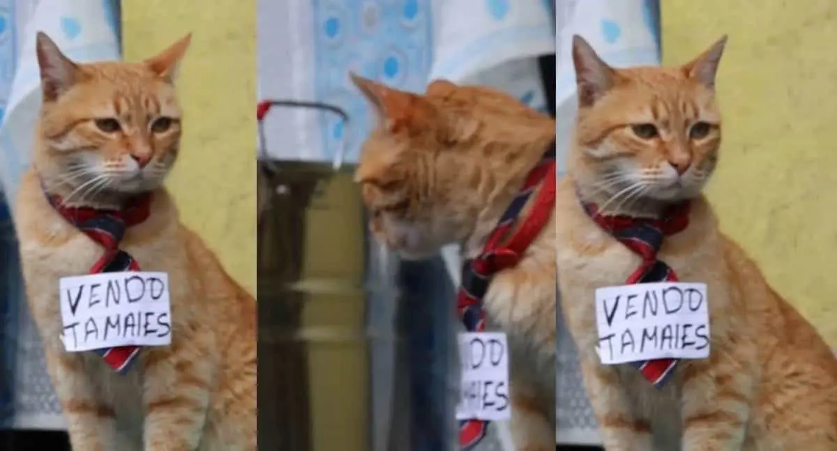 Toby, el gatito tamalero que conquista Toluca con su ternura
