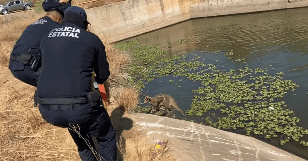 Rescatan a venado atrapado en canal de riego en Huatabampo