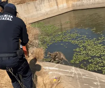 Rescatan a venado atrapado en canal de riego en Huatabampo