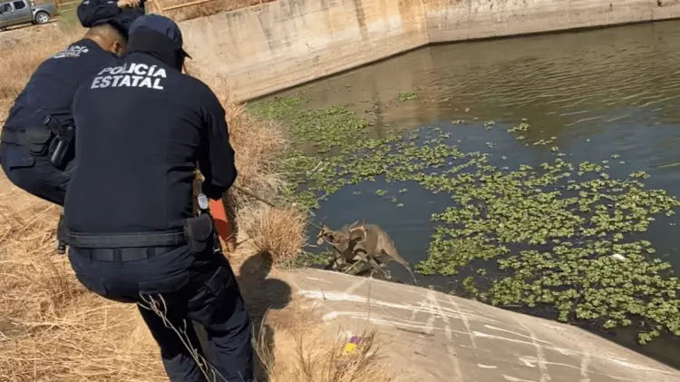 El pequeño venado fue salvado de morir ahogado. Foto: Especial.