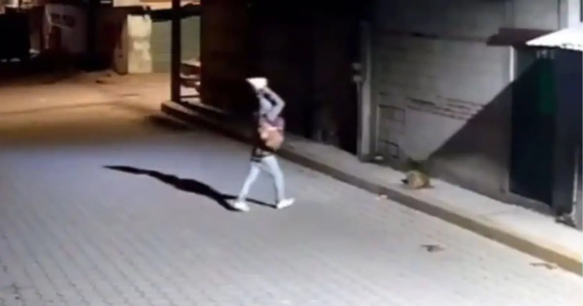 Indigna ataque a perrito en Puebla; un hombre le arrojó una roca encima