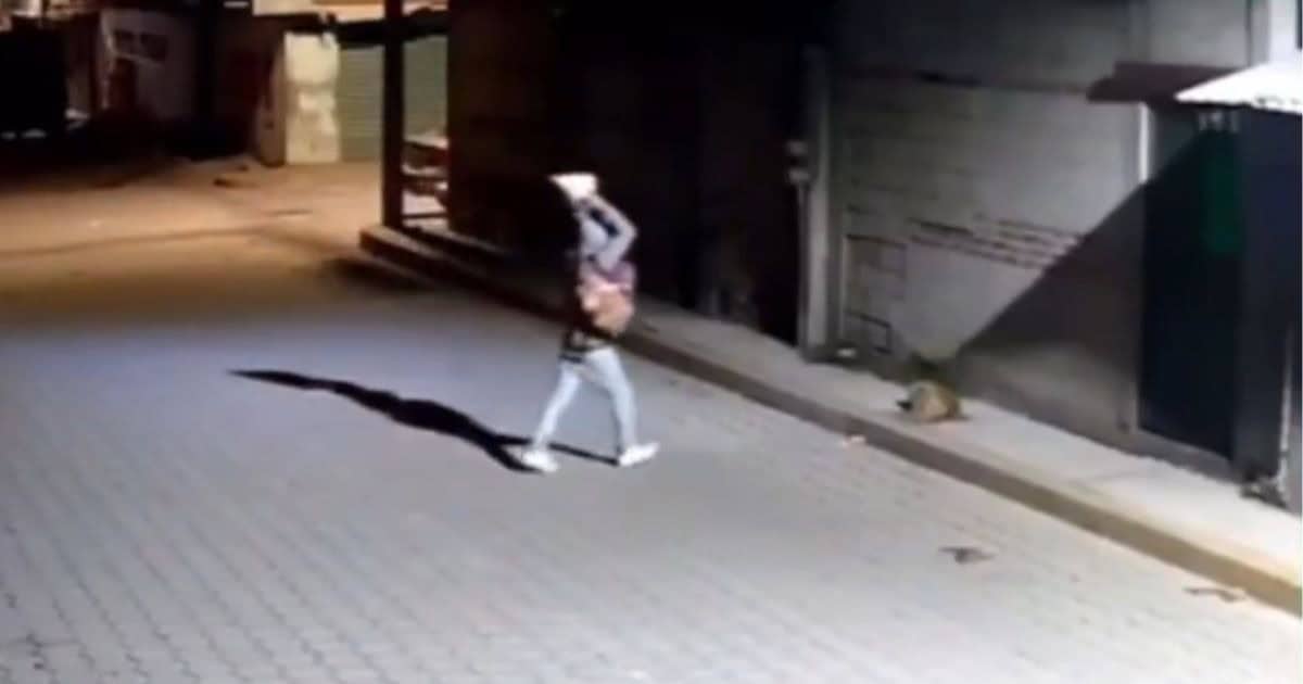 Indigna ataque a perrito en Puebla; un hombre le arrojó una roca encima