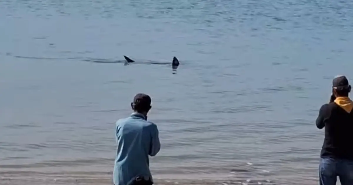 VIDEO | Tiburón es captado a las orillas de una playa en Bahía de Kino