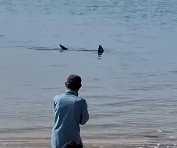 VIDEO | Tiburón es captado a las orillas de una playa en Bahía de Kino