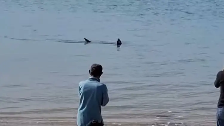 Lugareños y pescadores captaron al tiburón cerca de la playa. (Foto: Captura de video)