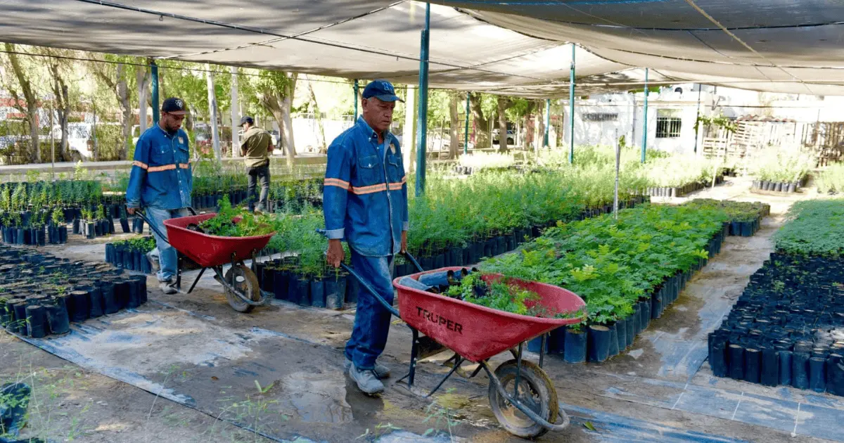 Volverán donaciones del Vivero Municipal