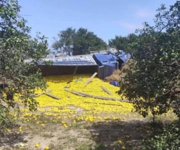 Vuelca camión cargado con 15 toneladas de naranja; hay un muerto Vuelca camión cargado con 15 toneladas de naranja; hay un muerto
