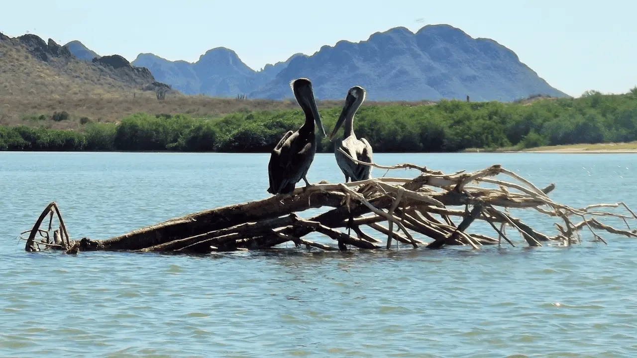 Manglares de Sonora: una defensa natural y pequeños paraísos