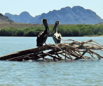 Manglares de Sonora: una defensa natural y pequeños paraísos