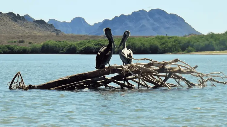 En Guaymas hay 150 hectáreas de manglar distribuidas en cinco o seis esteros. (Especial/EXPRESO)