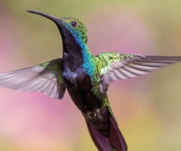 Profepa advierte hasta 9 años de cárcel para quien capture o mate colibríes