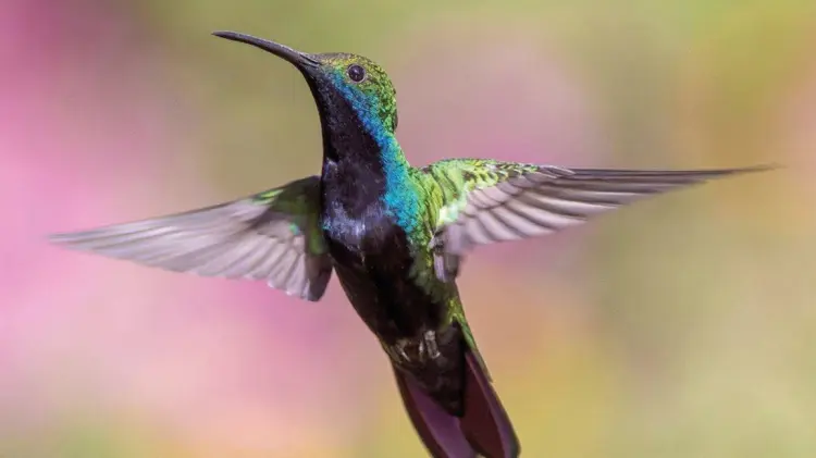 El papel de los colibríes en el ecosistema es clave. (Foto: Especial/EXPRESO)