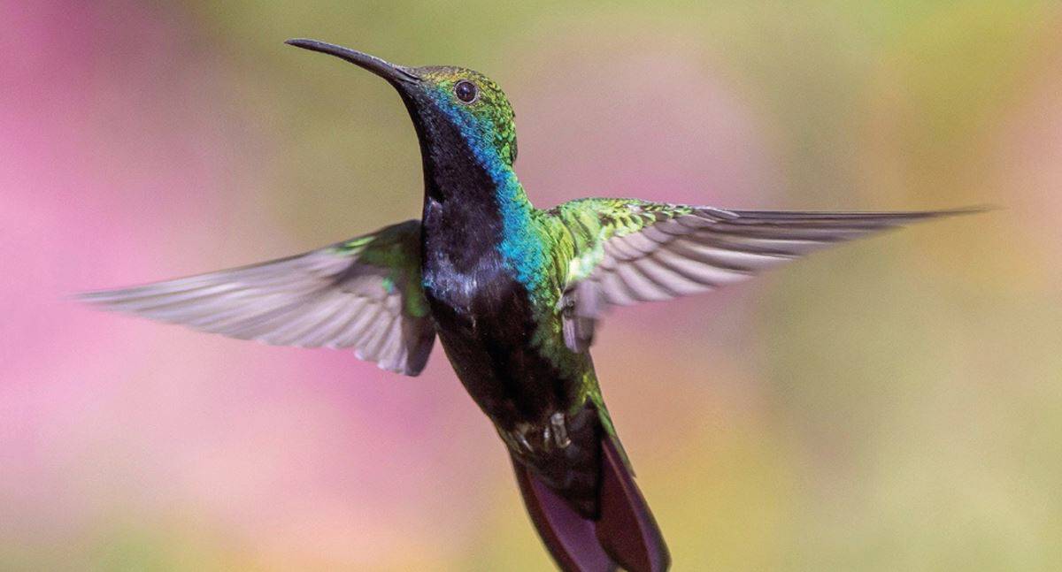 Profepa advierte hasta 9 años de cárcel para quien capture o mate colibríes