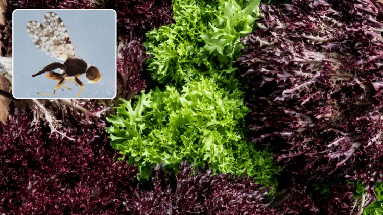 Este hallazgo significó el primer registro de esta plaga en Estados Unidos. (Foto: Especial/EXPRESO)