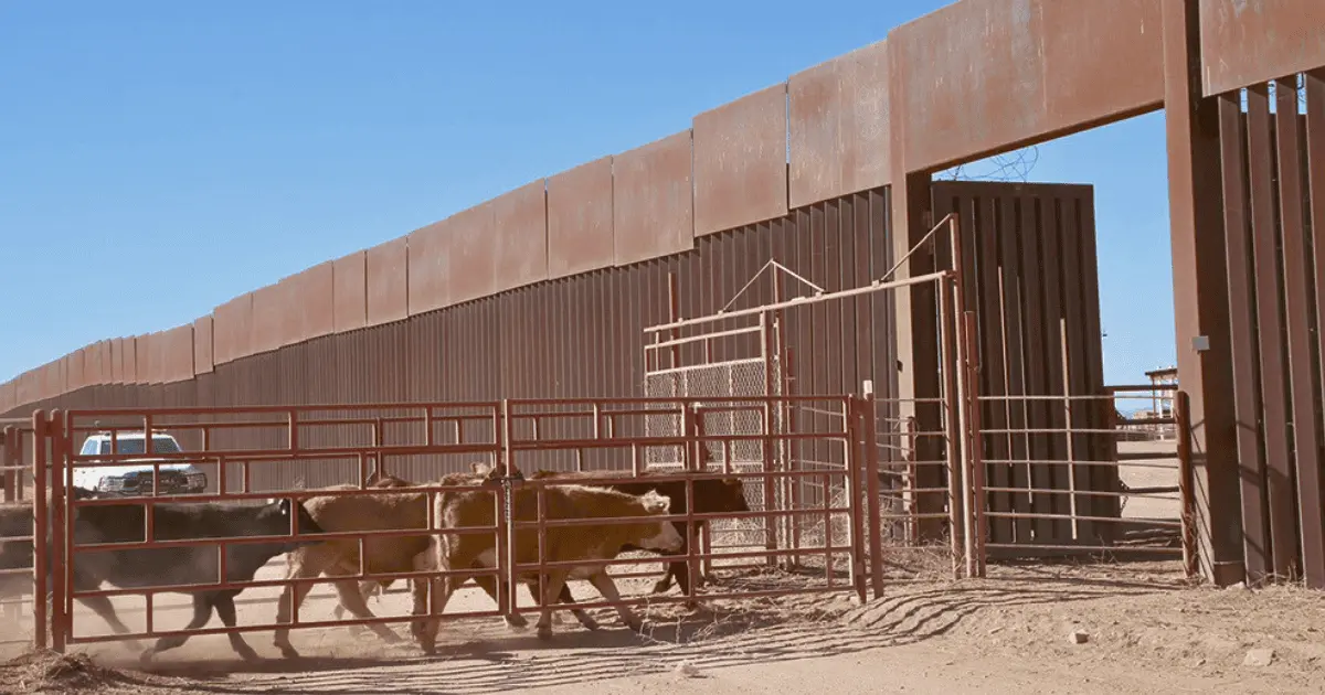 Sonora alcanza 80% de su meta en exportación de ganado
