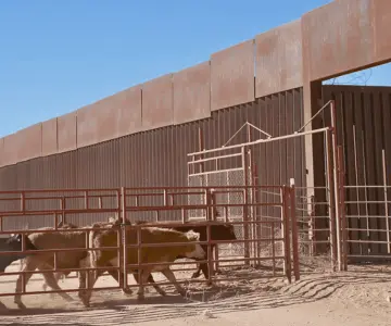 Sonora alcanza 80% de su meta en exportación de ganado