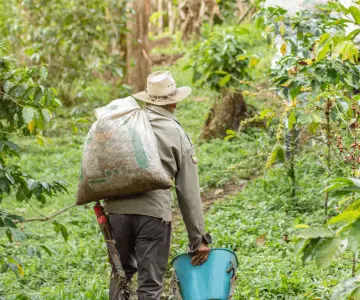 Afecta gusano barrenador 500 hectáreas de cultivo de café en Oaxaca