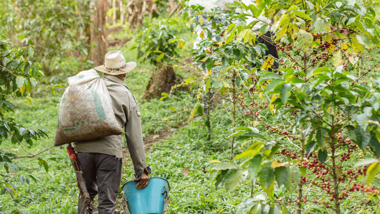 Afecta gusano barrenador 500 hectáreas de cultivo de café en Oaxaca