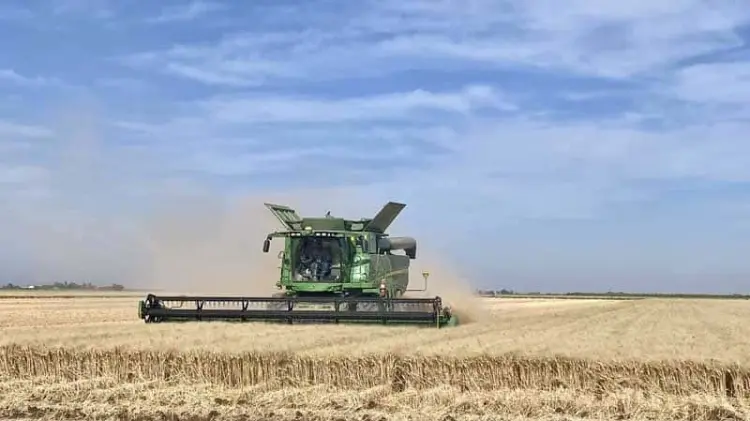 La falta de agua ha reducido la siembra y cosecha de alimentos. (Especial/EXPRESO)
