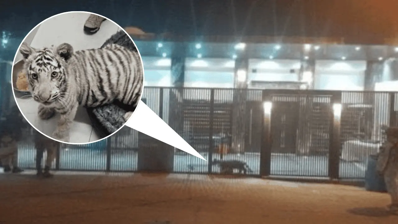 Mesa Estatal asegura un tigre de bengala cachorro durante cateo en Nogales