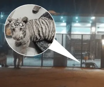 Mesa Estatal asegura un tigre de bengala cachorro durante cateo en Nogales