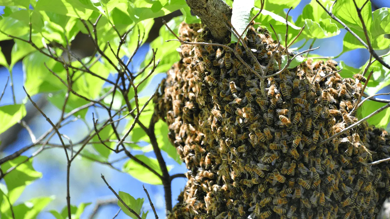 ¡Alerta por enjambres de abejas! Protección Civil llama a reportarlos