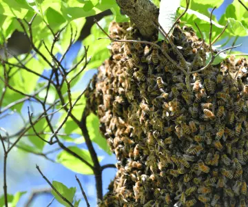 ¡Alerta por enjambres de abejas! Protección Civil llama a reportarlos