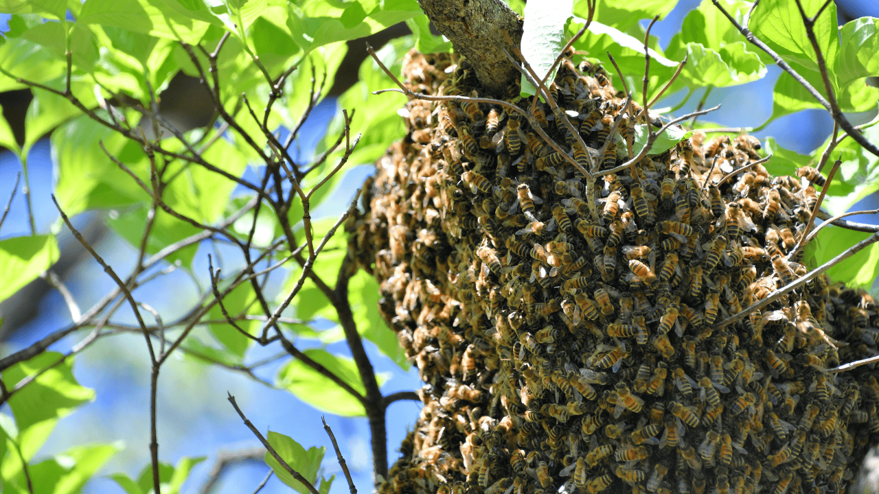 ¡Alerta por enjambres de abejas! Protección Civil llama a reportarlos