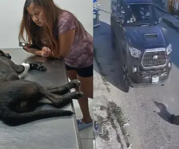 Crueldad animal en Yucatán; conductor atropella a un perro varias veces