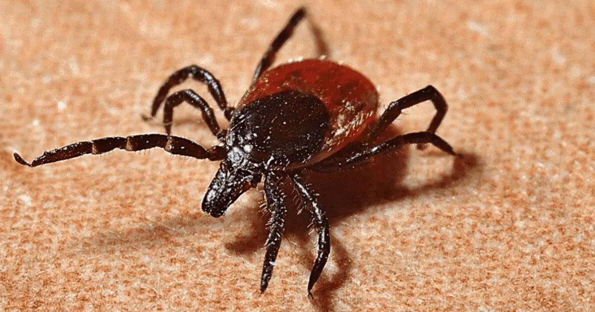 Reportan dos muertes por rickettsiosis en Hermosillo