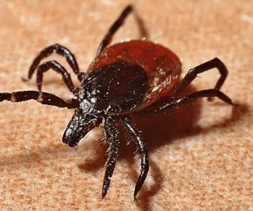 Reportan dos muertes por rickettsiosis en Hermosillo